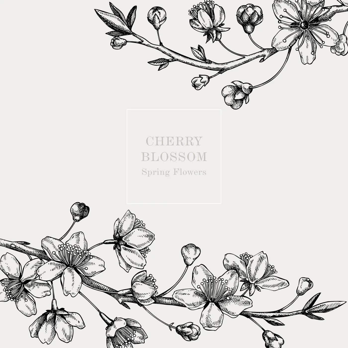 Cherry blossom card or invitation design. Flowering branch with flowers and leaves illustration. Black contoured sakura drawing. Botanical vector template with spring tree isolated on retro background Illustration